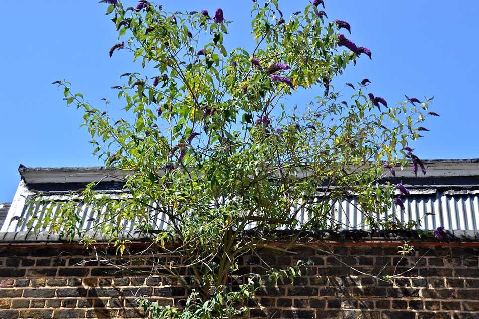 Buddleia - growing out of a Factory wall - PCA